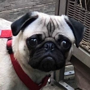 Meet your Posher, Poppy